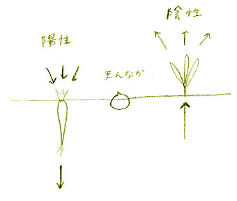 食材による陰陽の違いを表したイメージ