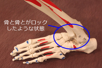 足首と足指の骨模型