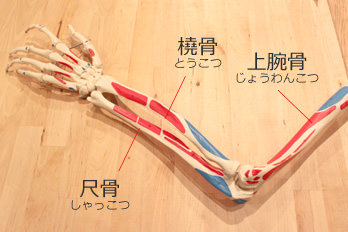 肘関節を構成する骨模型