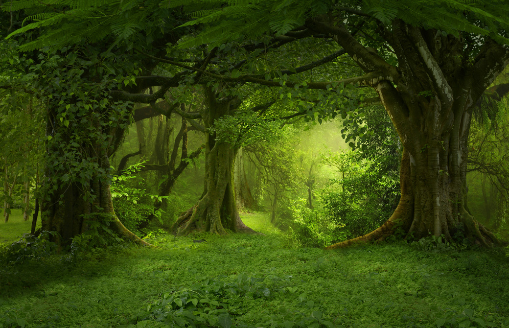 緑が深い森林