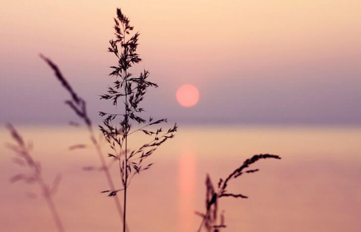 海辺に伸びた植物のシルエットと夕陽