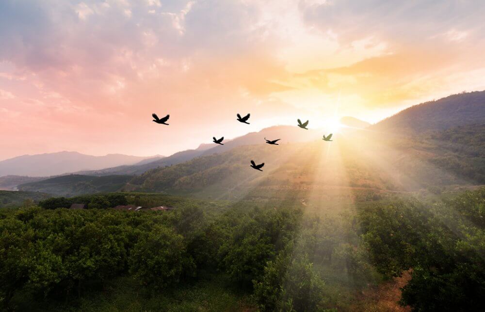夕焼けに照らされ7羽の鳥が山並みを飛んでいる