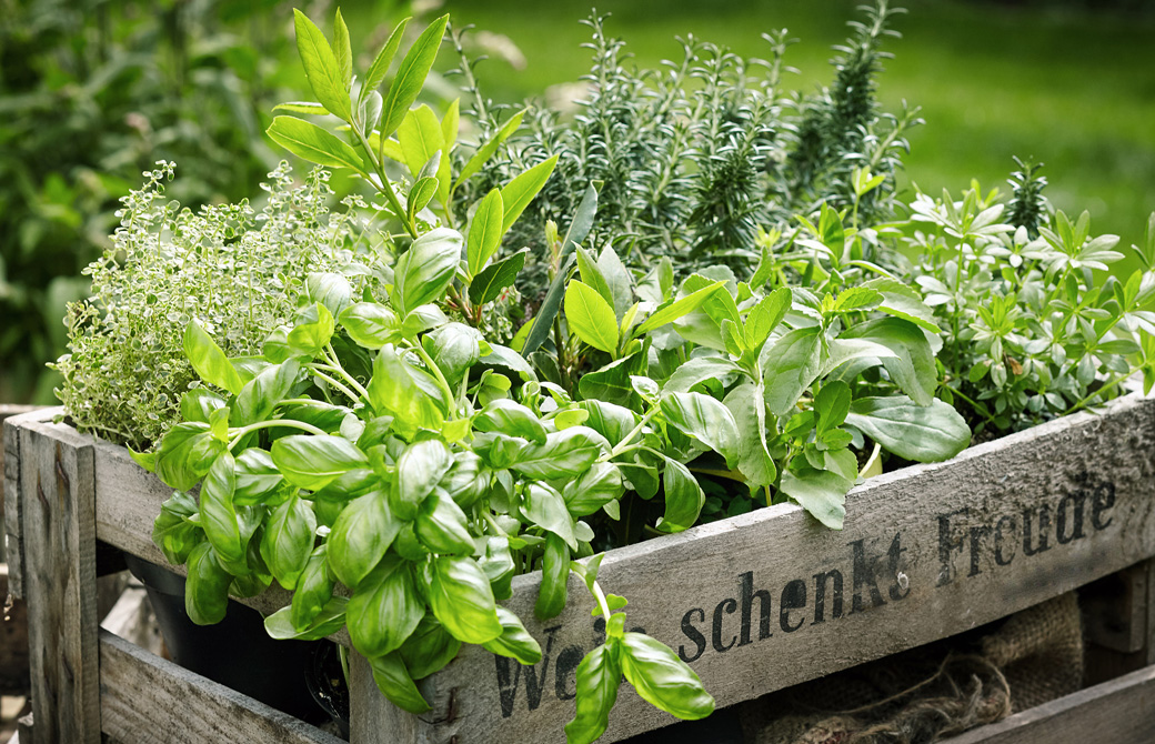 箱の中に植えられたたくさんのハーブ