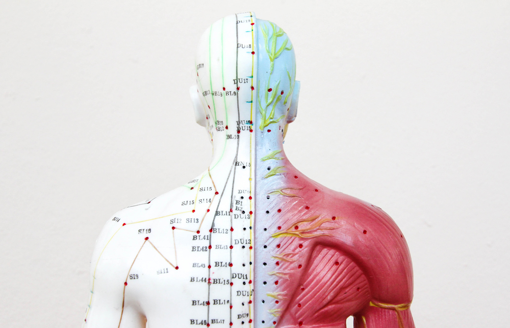 人体模型に経絡が描かれている背中側の胸より上