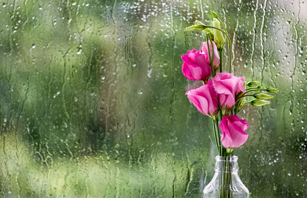 雨の降る窓際にあるピンクのバラ