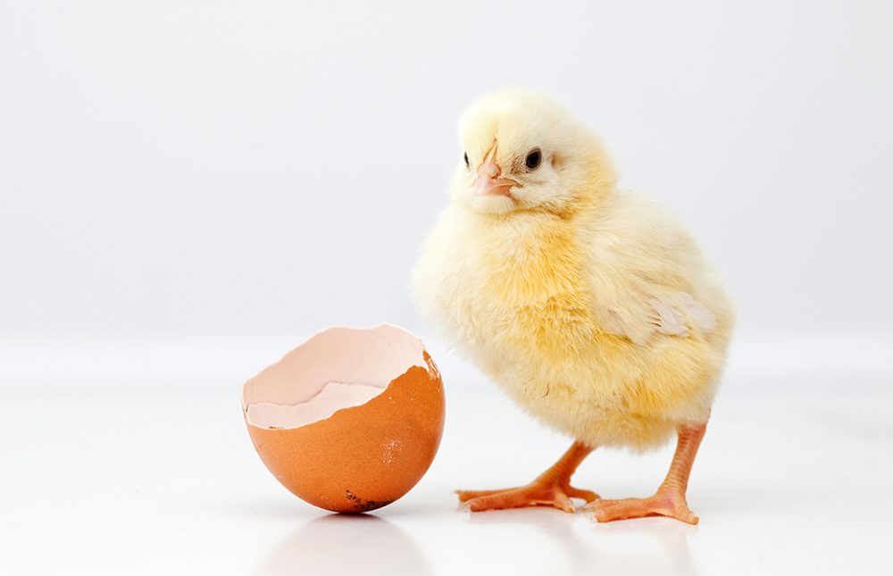 禅語に見るヨガの心　 VOL.4「啐啄同時（そったくどうじ）」