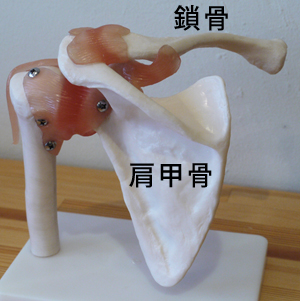 鎖骨と肩甲骨の模型