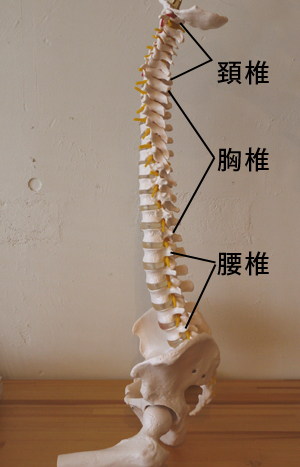 脊柱模型