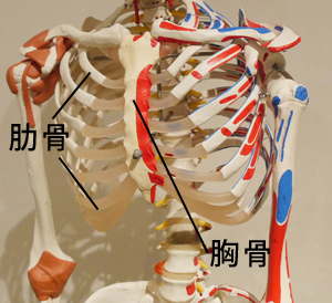 肋骨と胸骨の模型