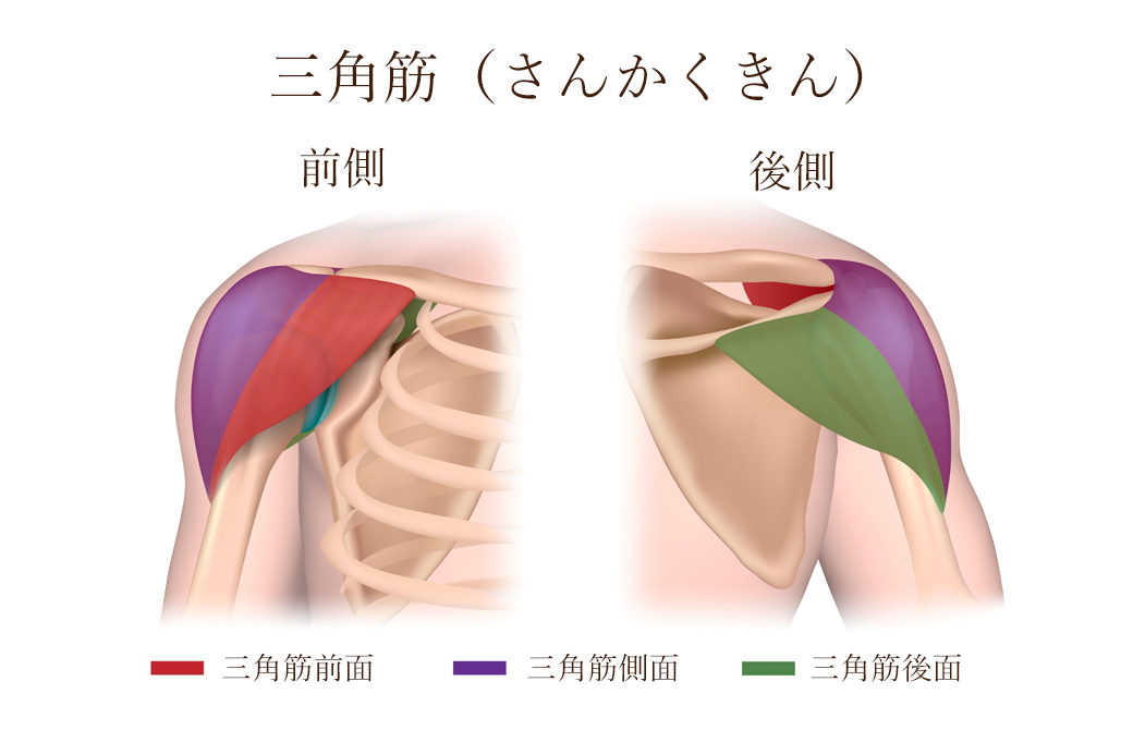 三角筋を構成する前面・側面・後面を色分けしたイラスト sankakukin ...