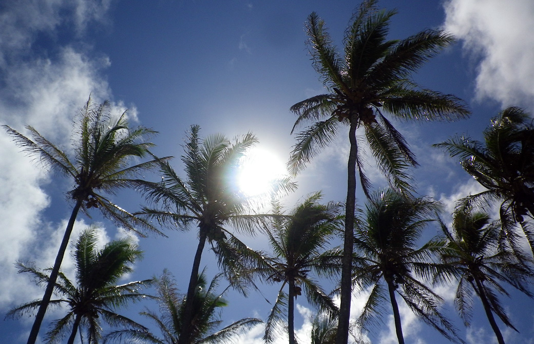 ハワイの高い太陽とヤシの木