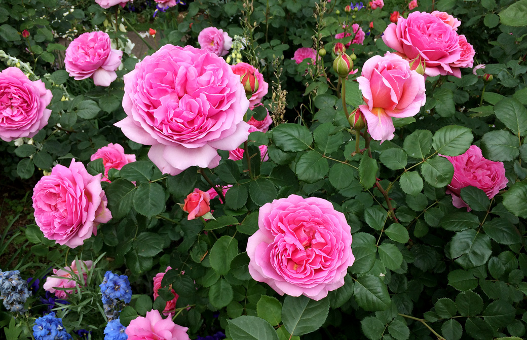 Mahokoのブログ 綺麗なピンクのバラ