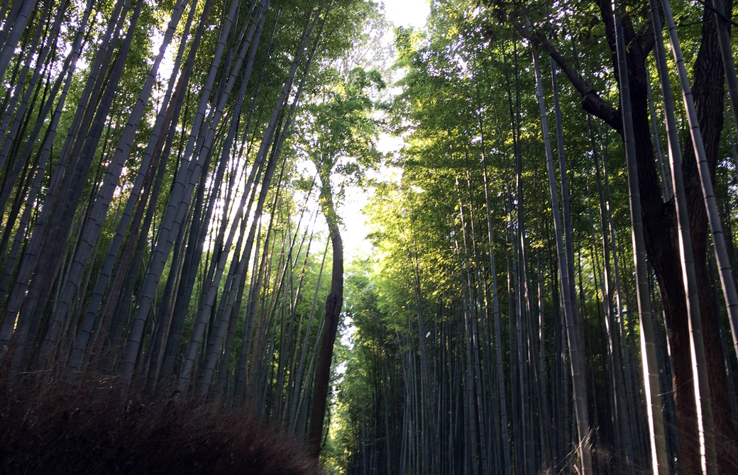 mahokoのブログ 京都嵐山の竹林