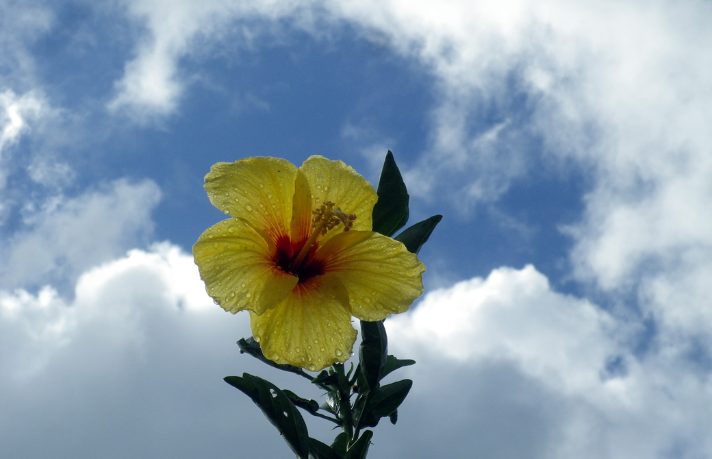 Mahokoのブログ 黄色いハイビスカスと青空