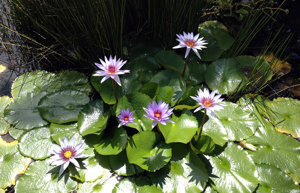 池に浮かぶ紫の蓮の花と蓮の葉