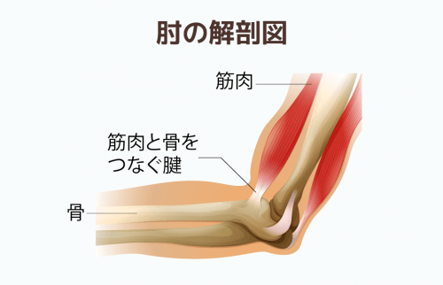肘の解剖図：筋肉と骨と腱を解説