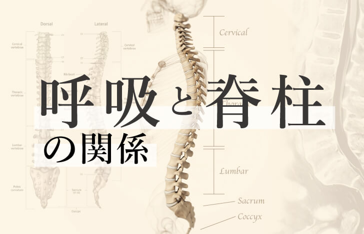 背骨の使い方で呼吸が深まる！呼吸と脊柱の解剖学的な関係