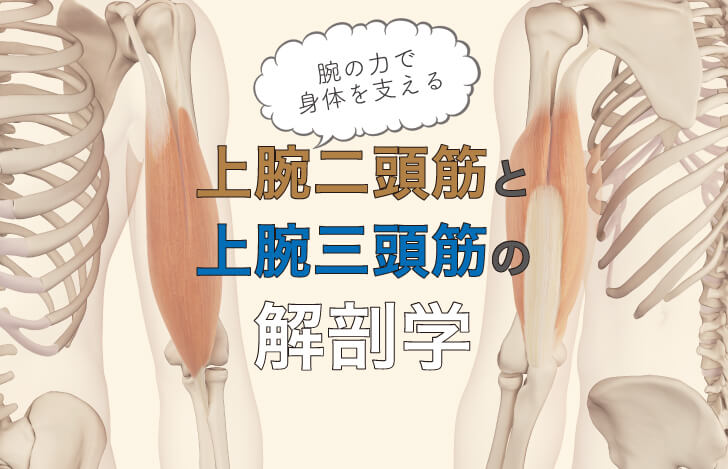 上腕二頭筋・上腕三頭筋の解剖学：腕の力で身体を支えるアサナを極めよう