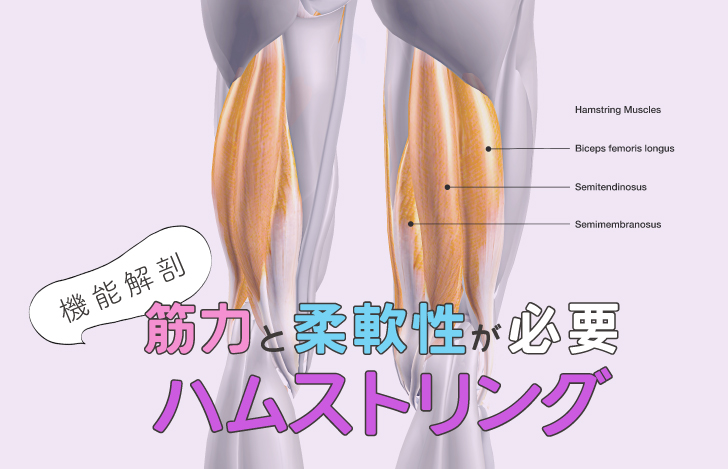 筋力と柔軟性が必要なハムストリングス