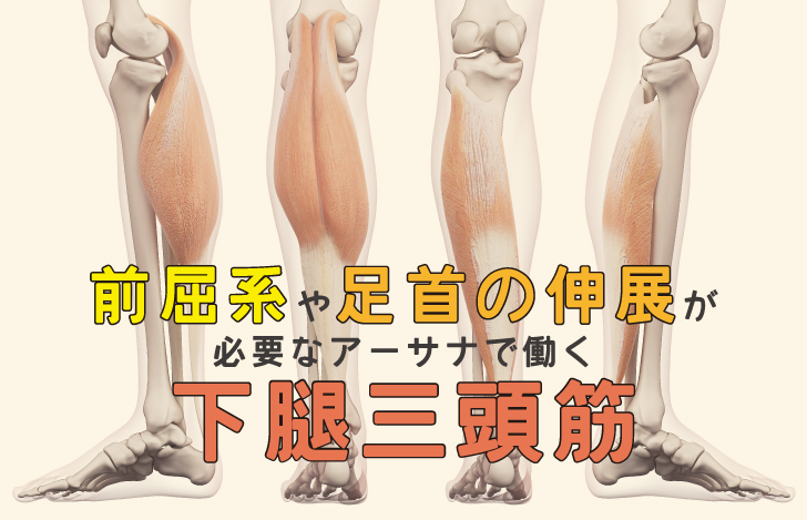 前屈系や足首の伸展が必要なアーサナで働く下腿三頭筋