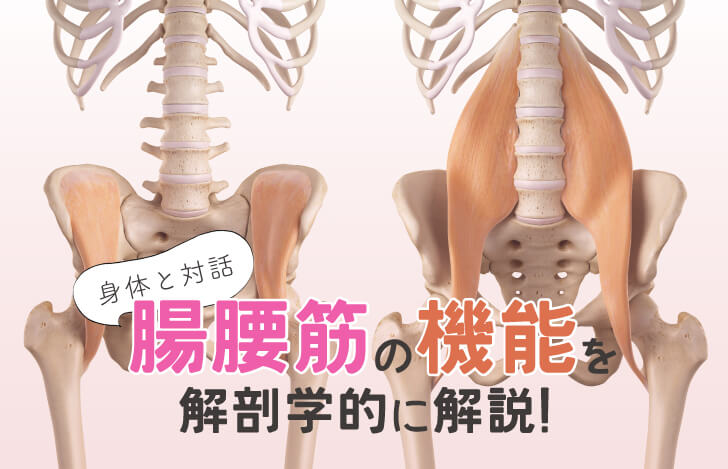 身体と対話：腸腰筋の機能を解剖学的に解説！
