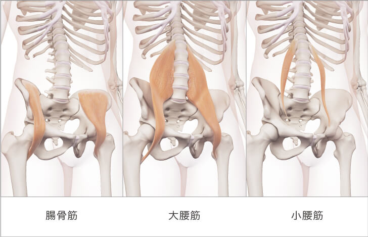 腸腰筋とは「腸骨筋・大腰筋・小腰筋」の総称である