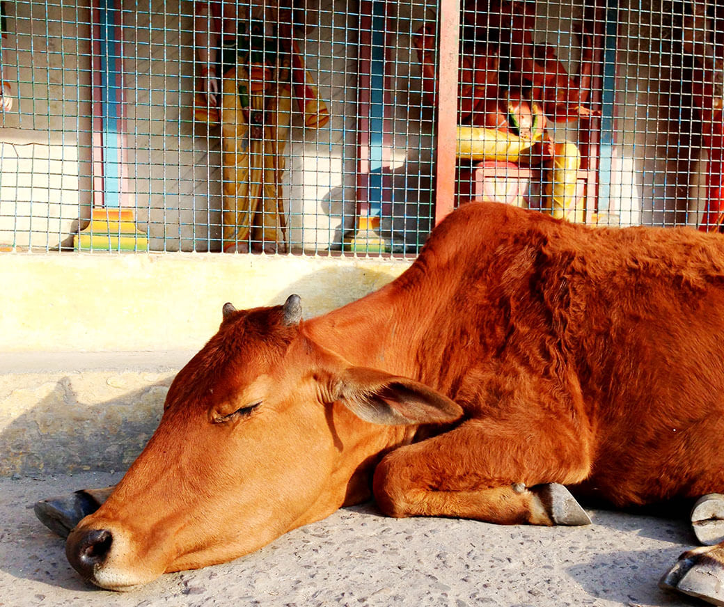 ヒンドゥー教で牛は神聖な生き物