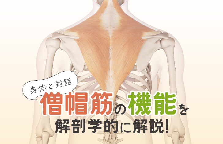 身体との対話：僧帽筋の機能を解剖学的に解説！
