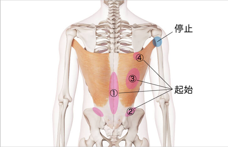 身体と対話 広背筋の機能を解剖学的に解説 ヨガジェネレーション Yogageneration