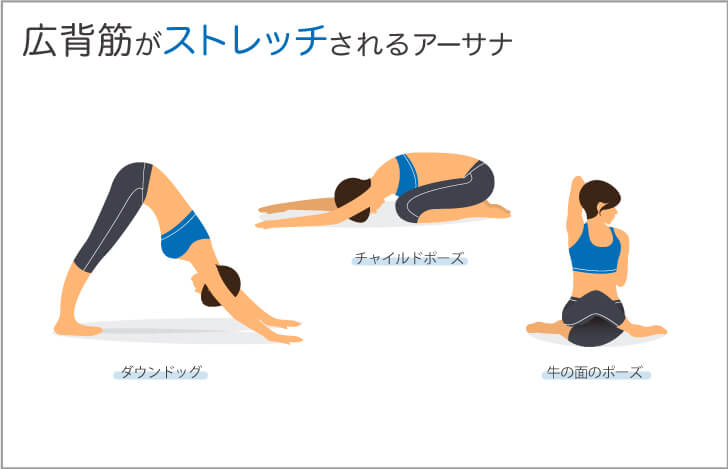 身体と対話 広背筋の機能を解剖学的に解説 ヨガジェネレーション Yogageneration