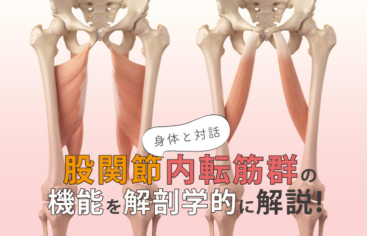 身体と対話：股関節内転筋群の機能を解剖学的に解説！