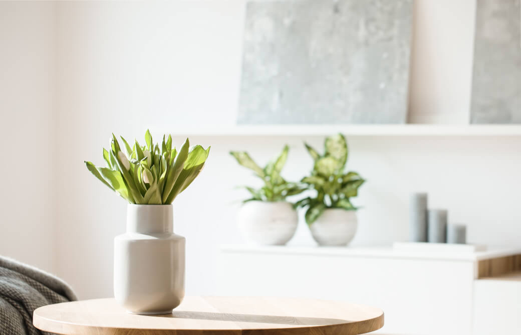 部屋に置かれた観葉植物