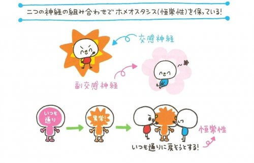 恒常性と自律神経