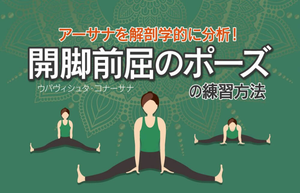 アーサナを解剖学的に分析！効果的に行う開脚前屈のポーズの練習方法