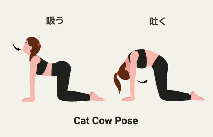 キャットアンドカウのポーズ