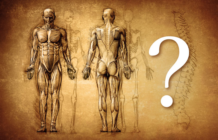 人体解剖図とクエスチョンマーク