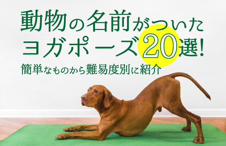 ヨガマットの上で伸びをする茶色い大型犬