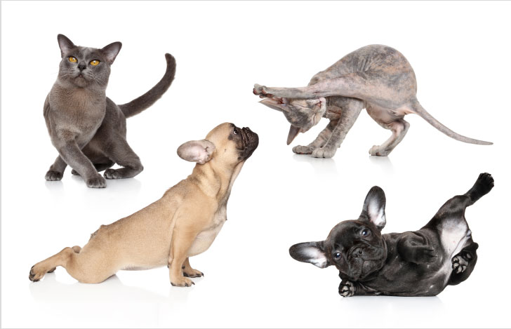 さまざまなヨガのようなポーズをとる犬と猫