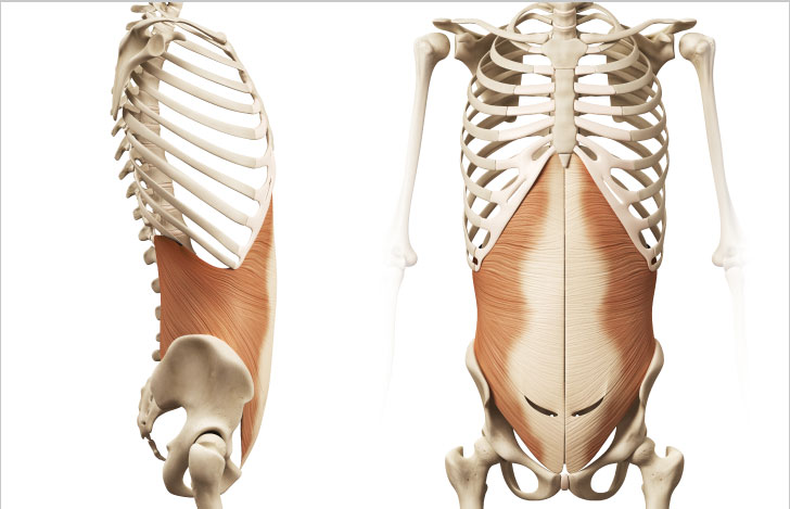 横隔膜の人体模型イラストの横からの絵と正面からの絵