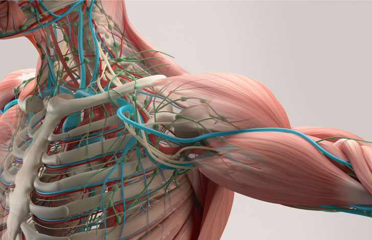 骨や筋肉や血管を模した人体模型の肩関節周り