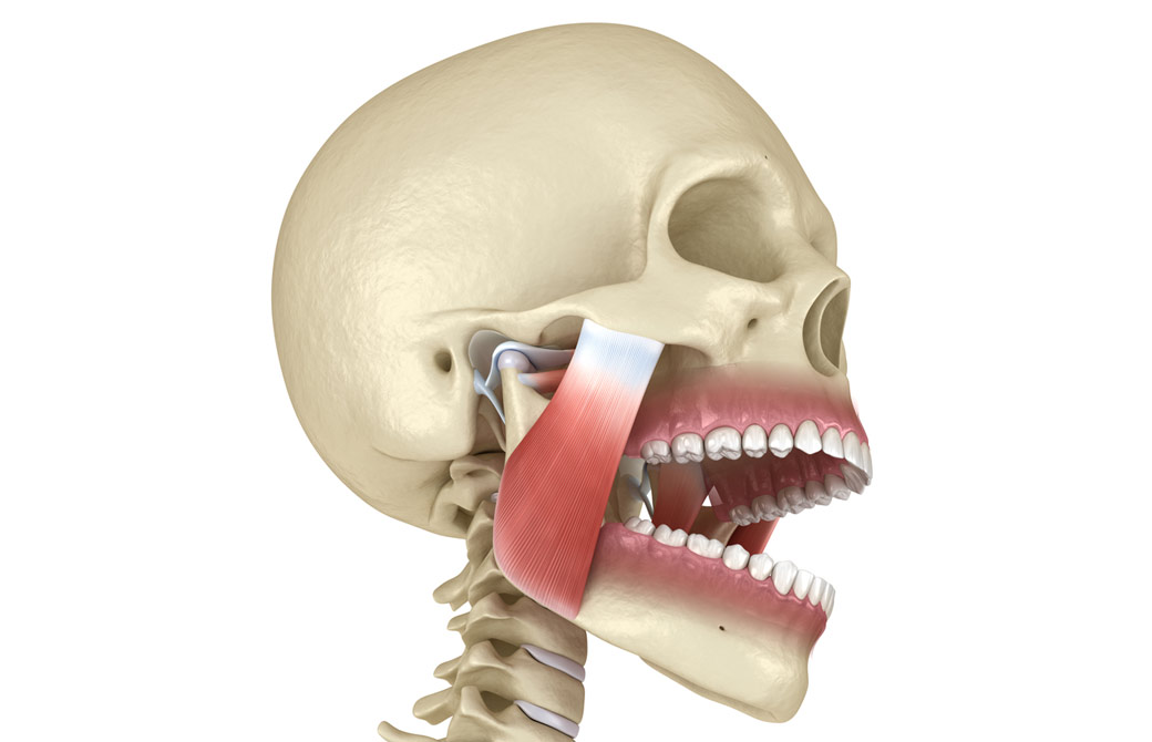 顎関節骸骨