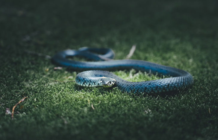 薄暗がりの草むらに潜む蛇