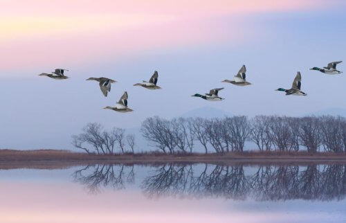 湖を飛び立つ鳥の群れ