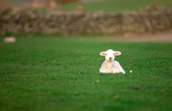広い草原に座る一匹のひつじ