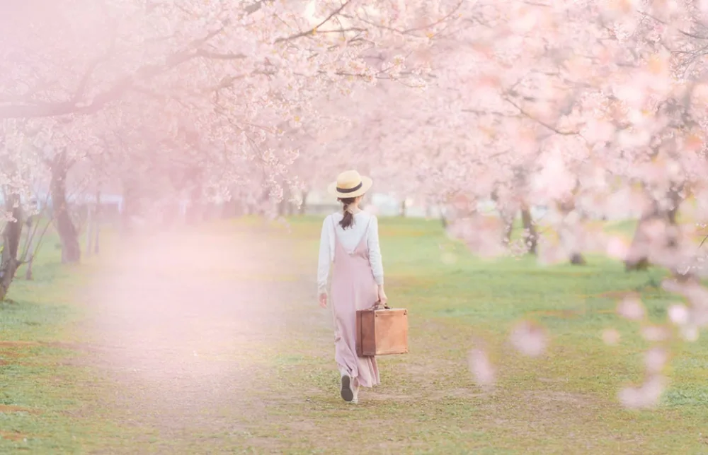 桜並木道を歩いている女性の後ろ姿