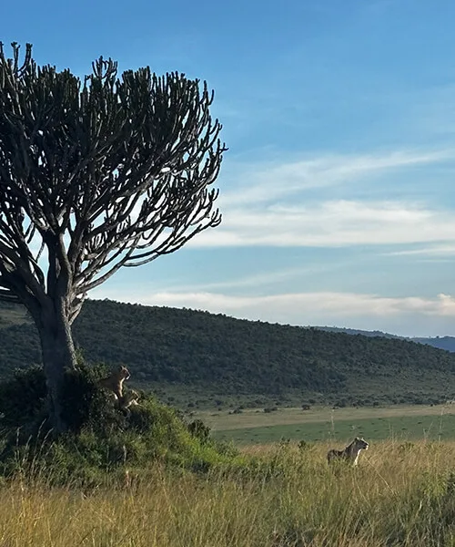マサイマラ国立公園でのサファリツアー