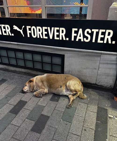街中で人慣れした犬
