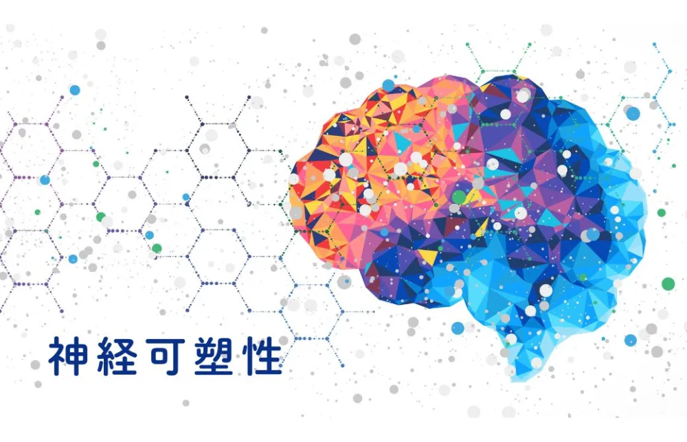 脳の神経可塑性