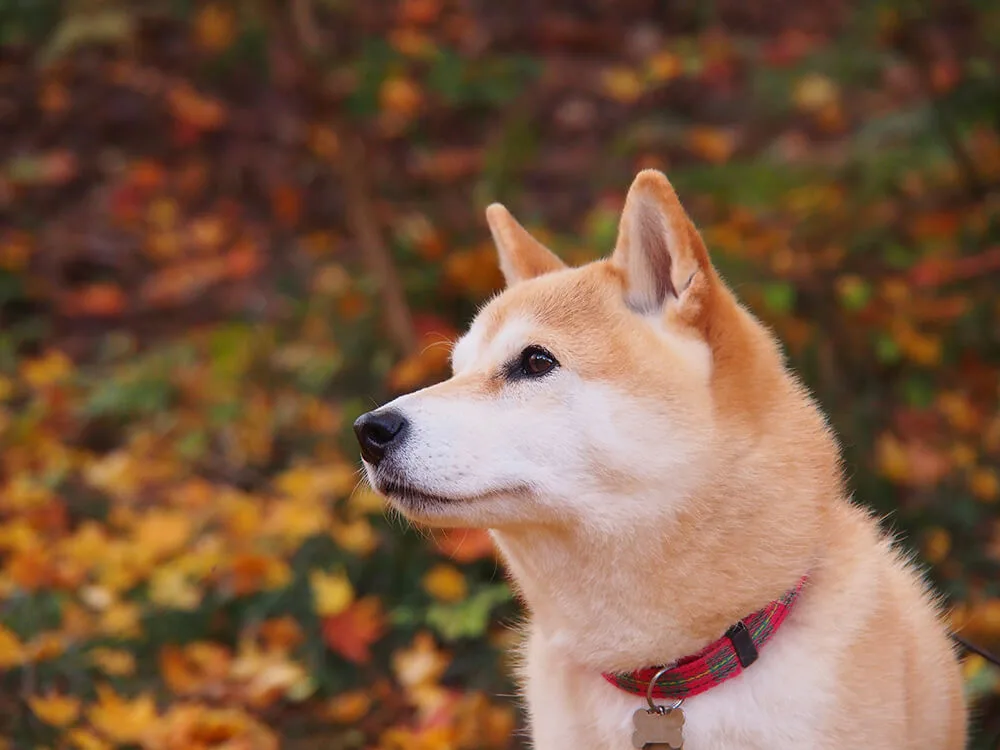 散歩中に立ち止まる犬
