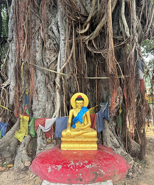 ヴッダガヤの菩提樹（ブッダが悟りを開いた寺院とは別の樹。寺院内は撮影不可の為）